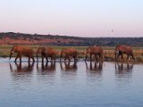 elephants Chobe